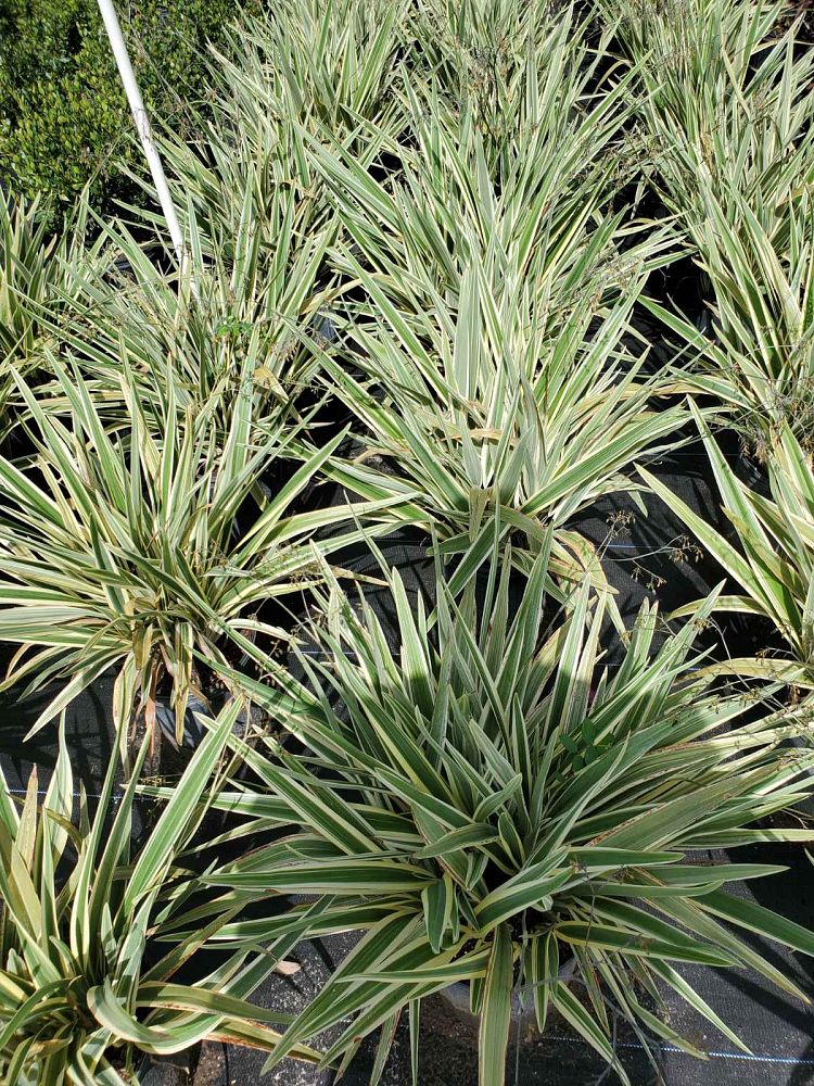 dianella-tasmanica-flax-lily-tasmanian-flax-lily