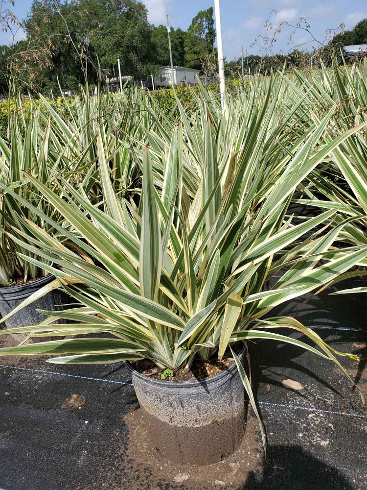 dianella-tasmanica-flax-lily-tasmanian-flax-lily