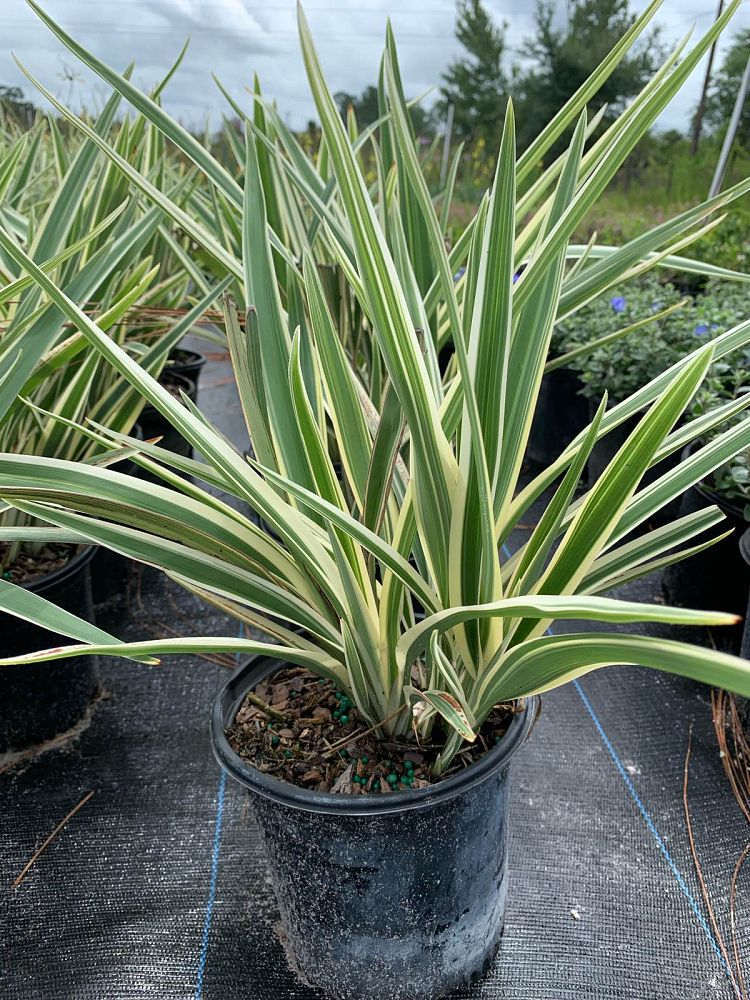 dianella-tasmanica-flax-lily-tasmanian-flax-lily