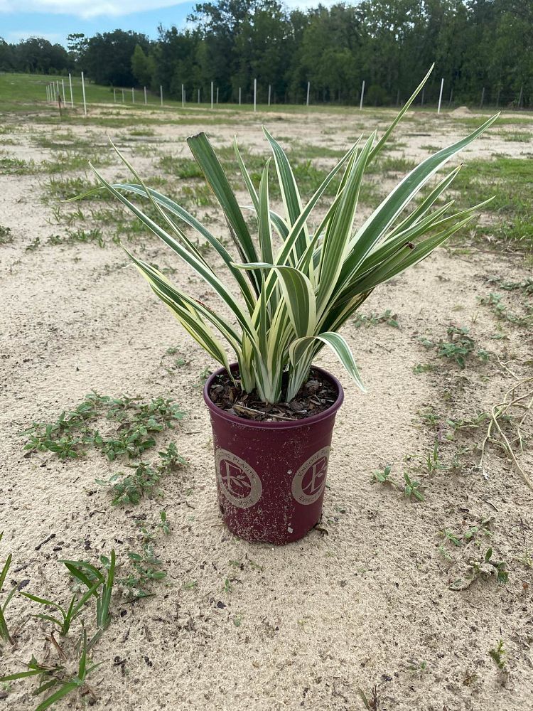 dianella-tasmanica-flax-lily-tasmanian-flax-lily