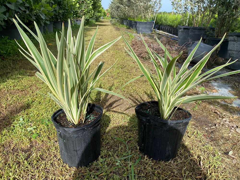 dianella-tasmanica-flax-lily-tasmanian-flax-lily