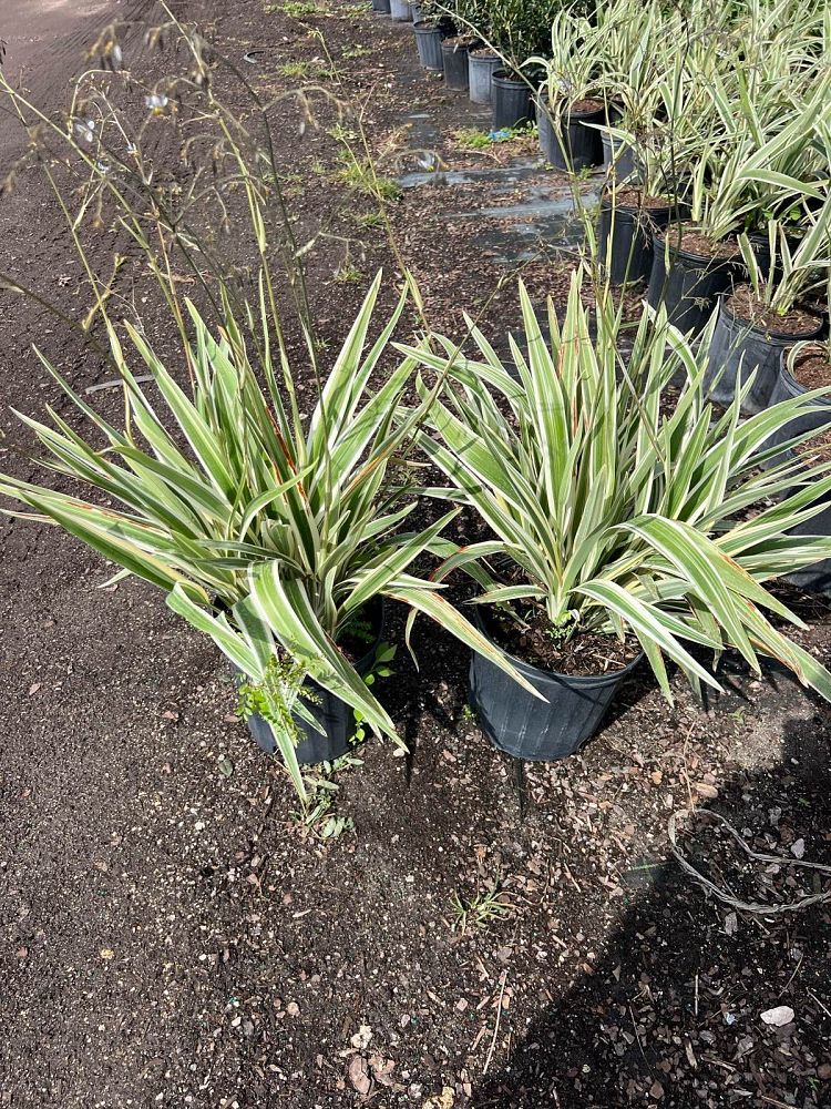 dianella-tasmanica-flax-lily-tasmanian-flax-lily