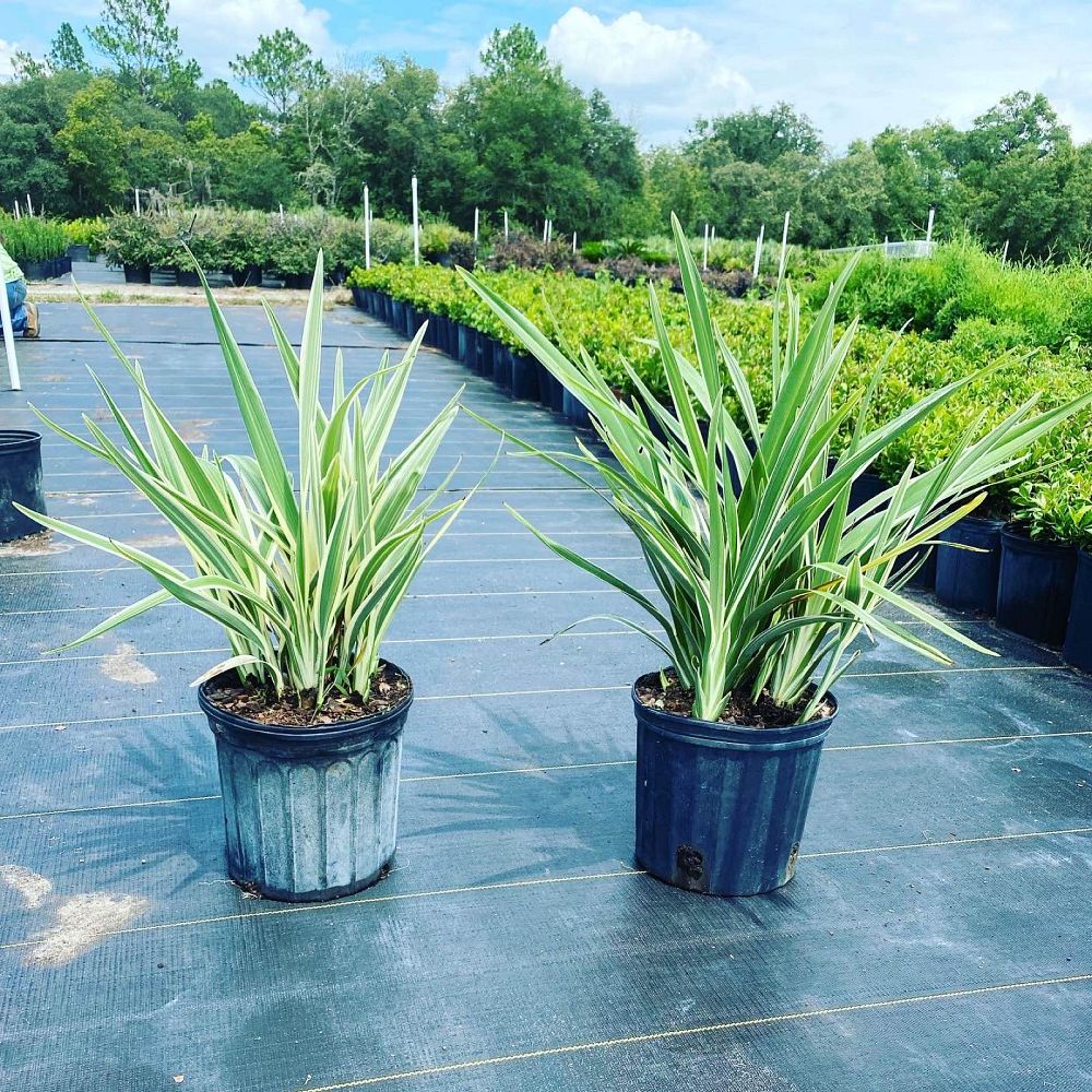 dianella-tasmanica-flax-lily-tasmanian-flax-lily