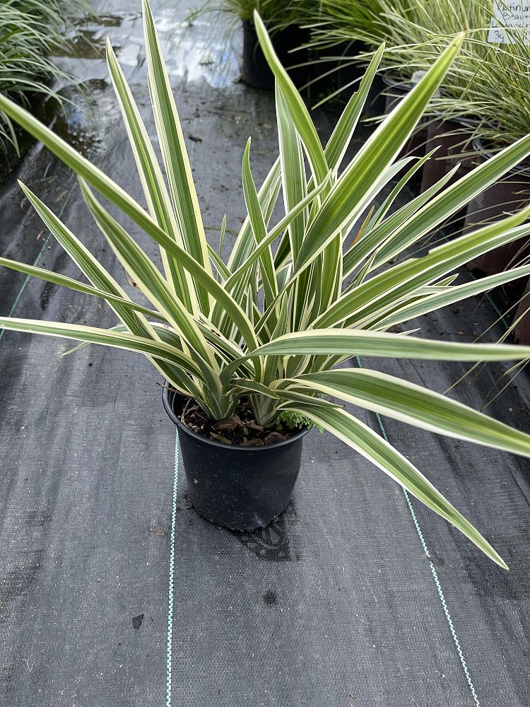 dianella-tasmanica-flax-lily-tasmanian-flax-lily