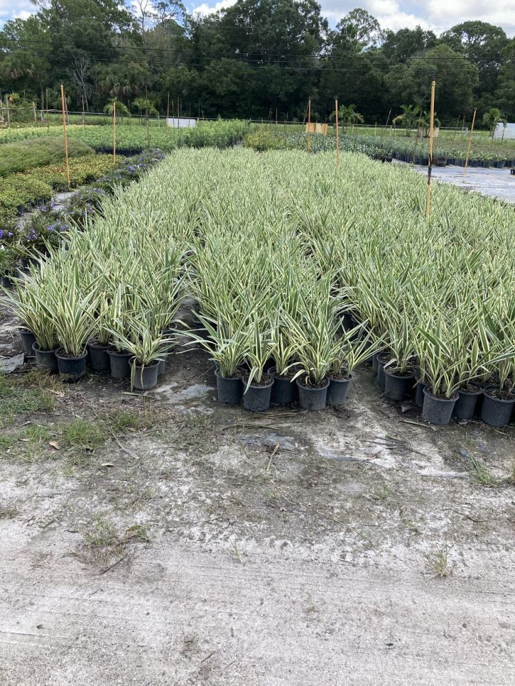 dianella-tasmanica-flax-lily-tasmanian-flax-lily