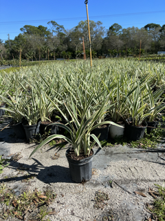 dianella-tasmanica-flax-lily-tasmanian-flax-lily