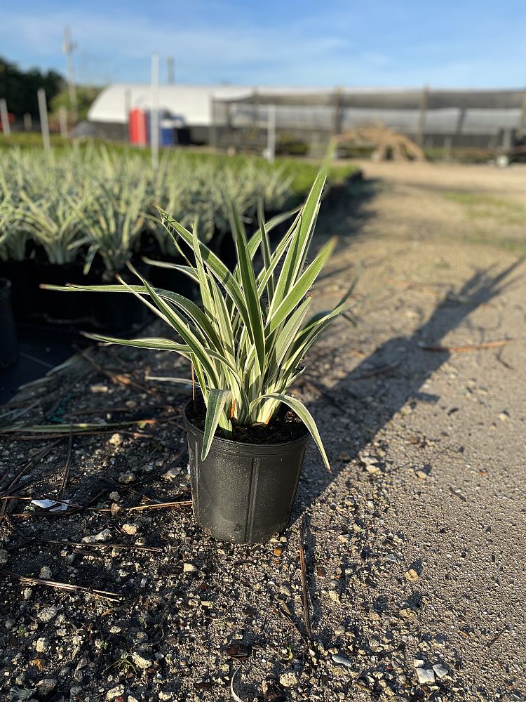 dianella-tasmanica-flax-lily-tasmanian-flax-lily