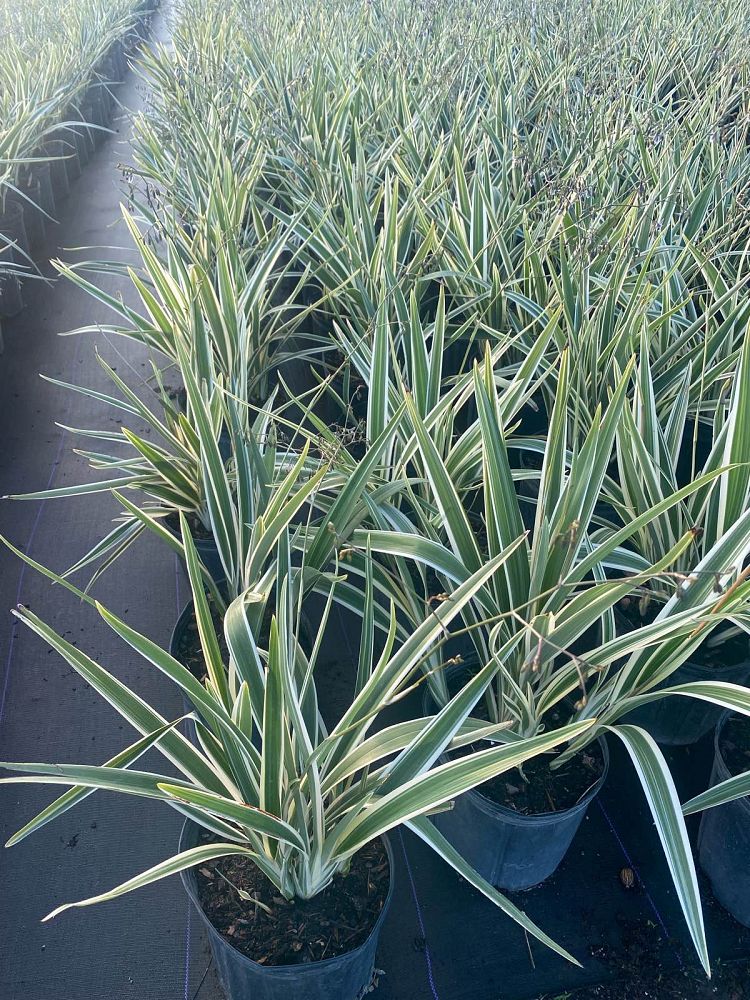 dianella-tasmanica-flax-lily-tasmanian-flax-lily