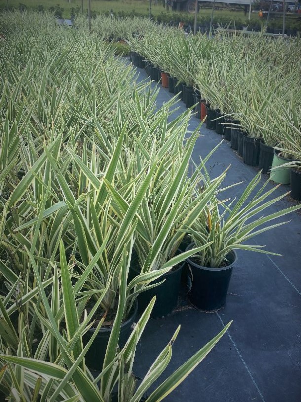 dianella-tasmanica-flax-lily-tasmanian-flax-lily
