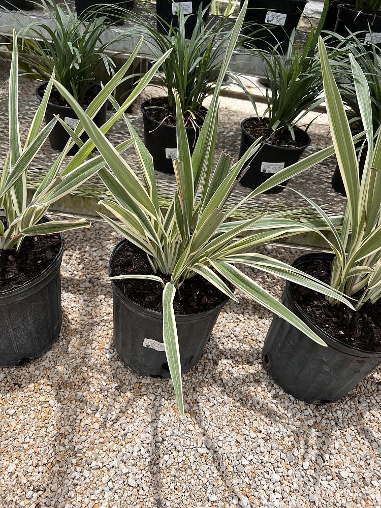 dianella-tasmanica-flax-lily-tasmanian-flax-lily