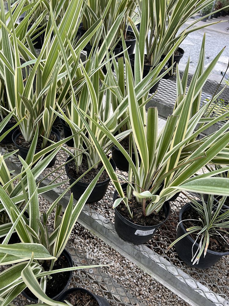 dianella-tasmanica-flax-lily-tasmanian-flax-lily