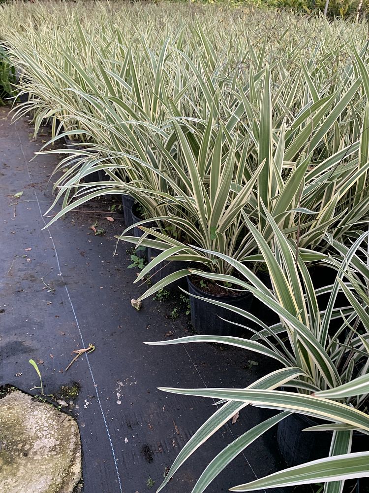 dianella-tasmanica-flax-lily-tasmanian-flax-lily