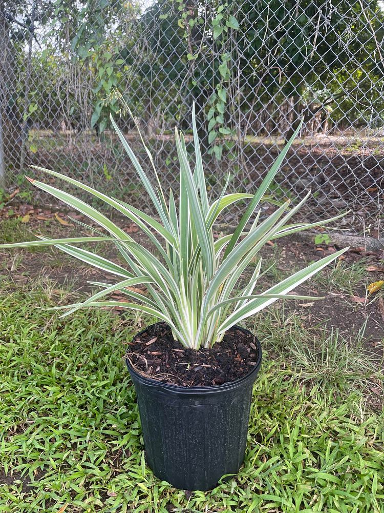 dianella-tasmanica-flax-lily-tasmanian-flax-lily