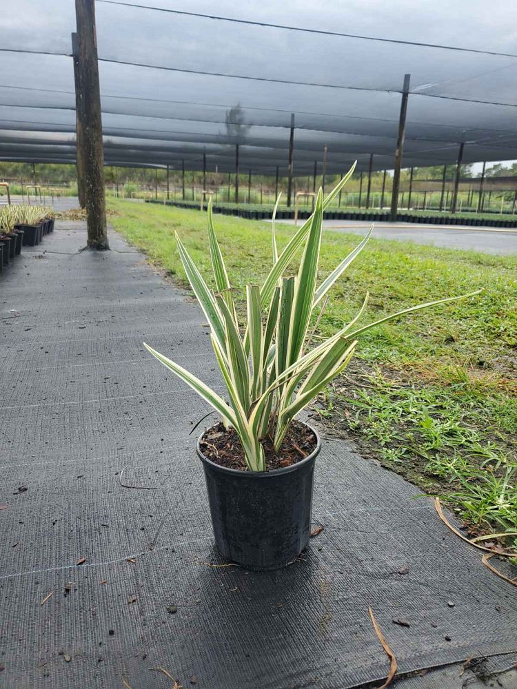 dianella-tasmanica-flax-lily-tasmanian-flax-lily