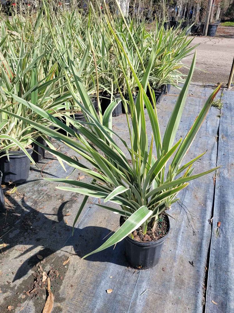 dianella-tasmanica-flax-lily-tasmanian-flax-lily