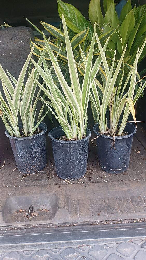 dianella-tasmanica-flax-lily-tasmanian-flax-lily