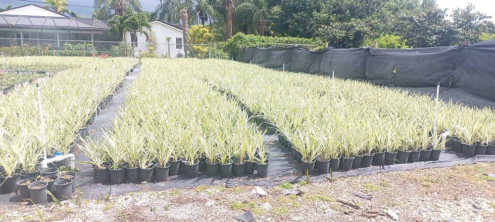dianella-tasmanica-flax-lily-tasmanian-flax-lily