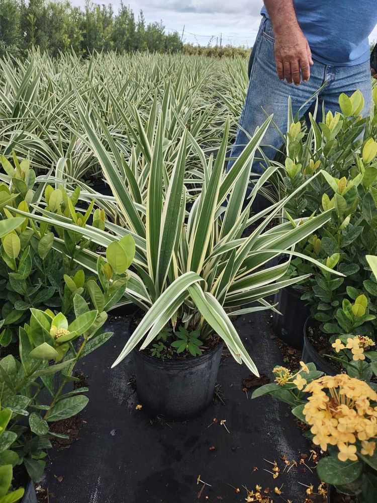 dianella-tasmanica-flax-lily-tasmanian-flax-lily