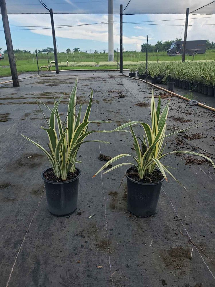 dianella-tasmanica-flax-lily-tasmanian-flax-lily