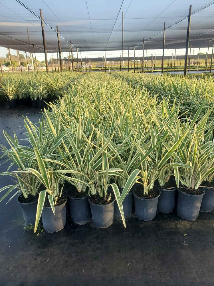 dianella-tasmanica-flax-lily-tasmanian-flax-lily