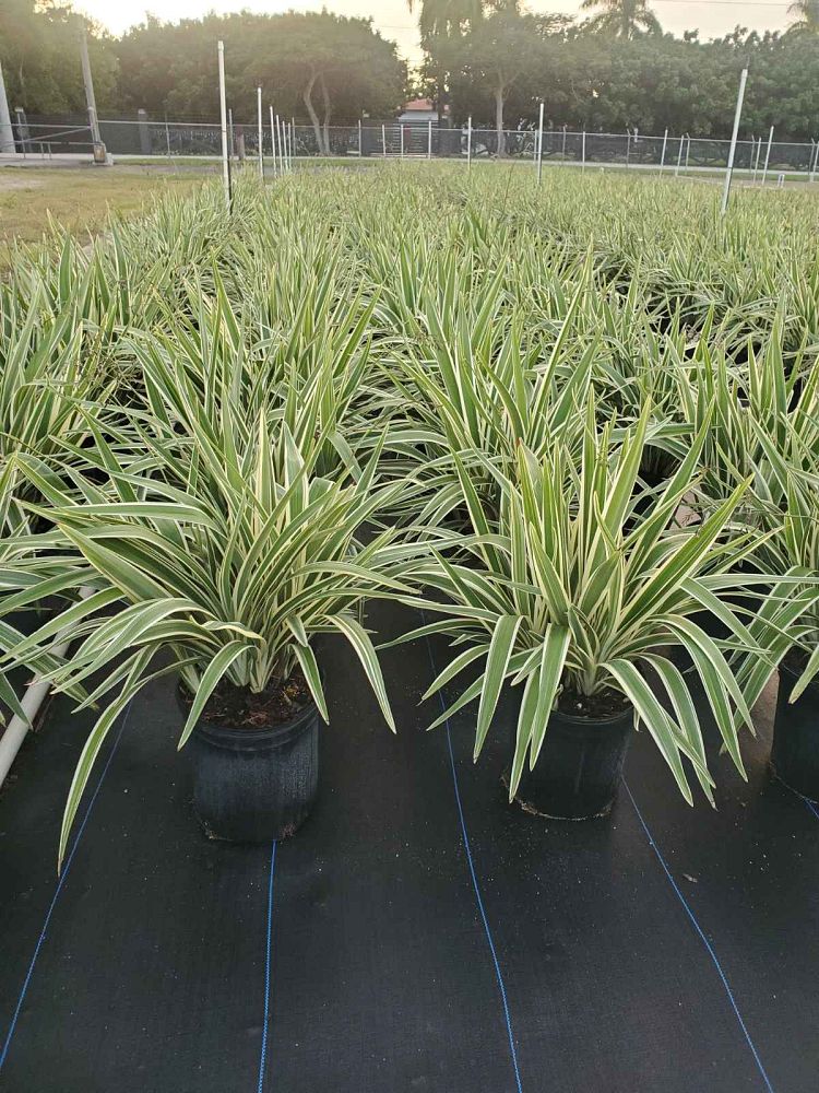 dianella-tasmanica-flax-lily-tasmanian-flax-lily