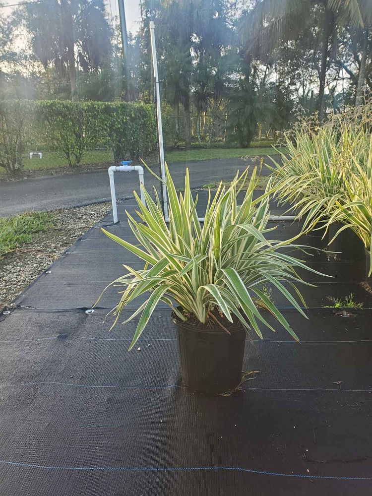 dianella-tasmanica-flax-lily-tasmanian-flax-lily