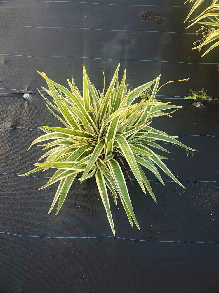 dianella-tasmanica-flax-lily-tasmanian-flax-lily