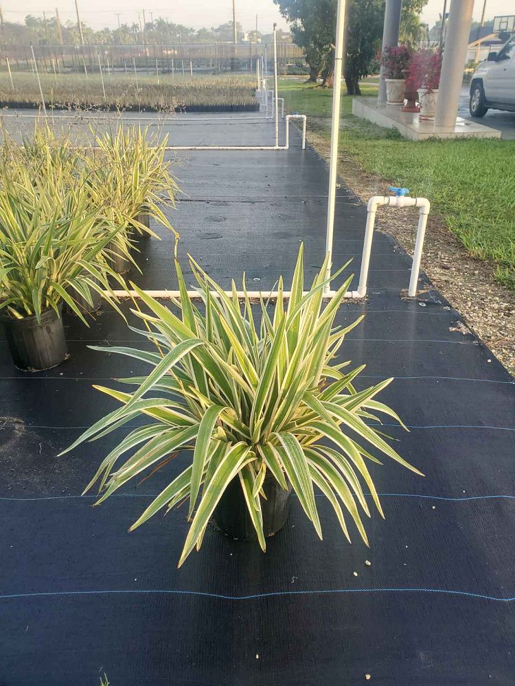 dianella-tasmanica-flax-lily-tasmanian-flax-lily