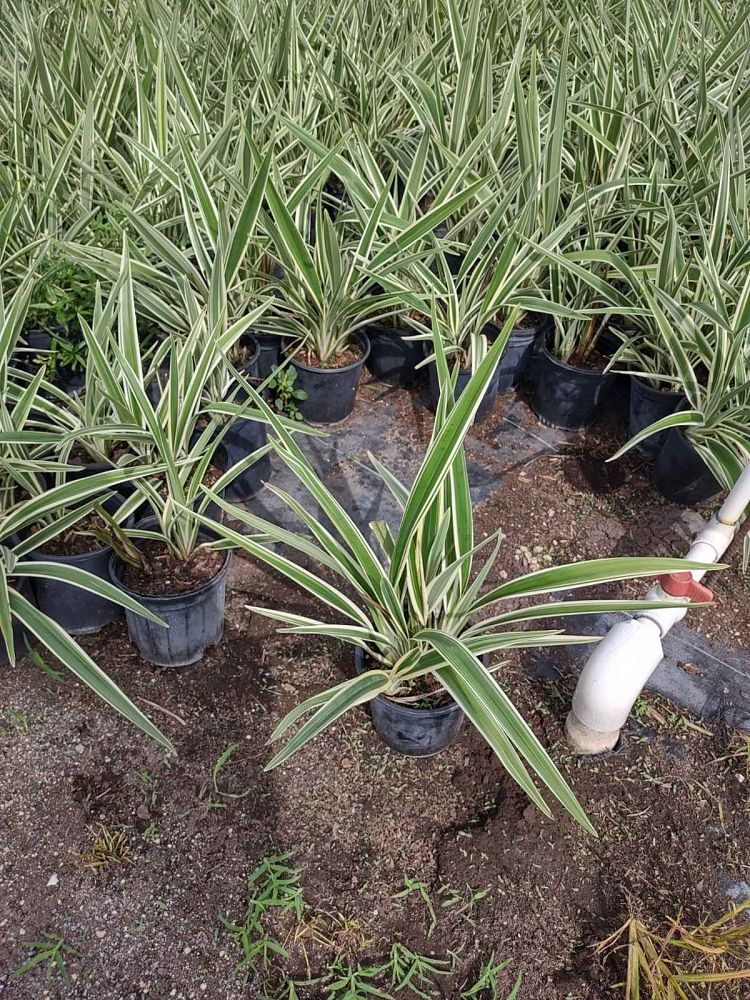 dianella-tasmanica-flax-lily-tasmanian-flax-lily