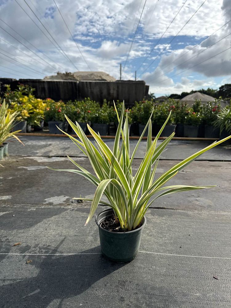 dianella-tasmanica-flax-lily-tasmanian-flax-lily