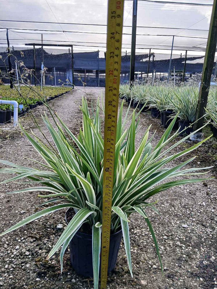 dianella-tasmanica-flax-lily-tasmanian-flax-lily
