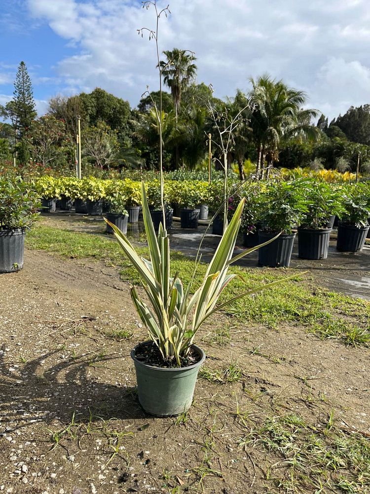 dianella-tasmanica-flax-lily-tasmanian-flax-lily