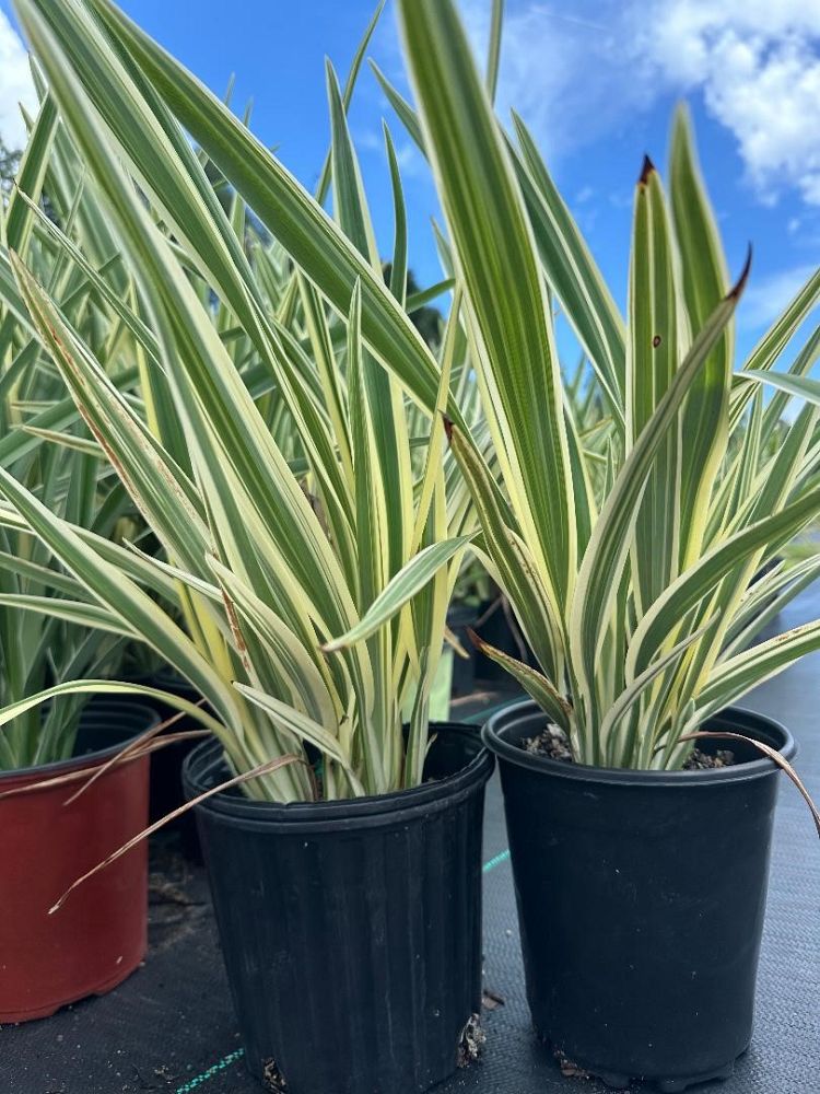 dianella-tasmanica-flax-lily-tasmanian-flax-lily