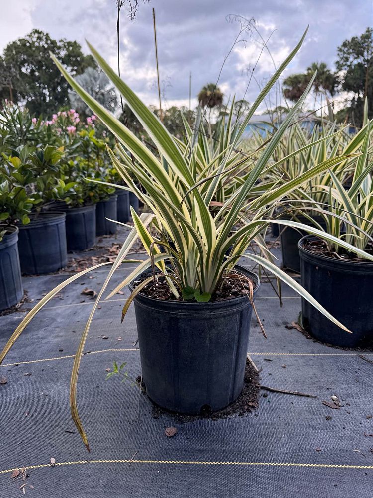 dianella-tasmanica-flax-lily-tasmanian-flax-lily