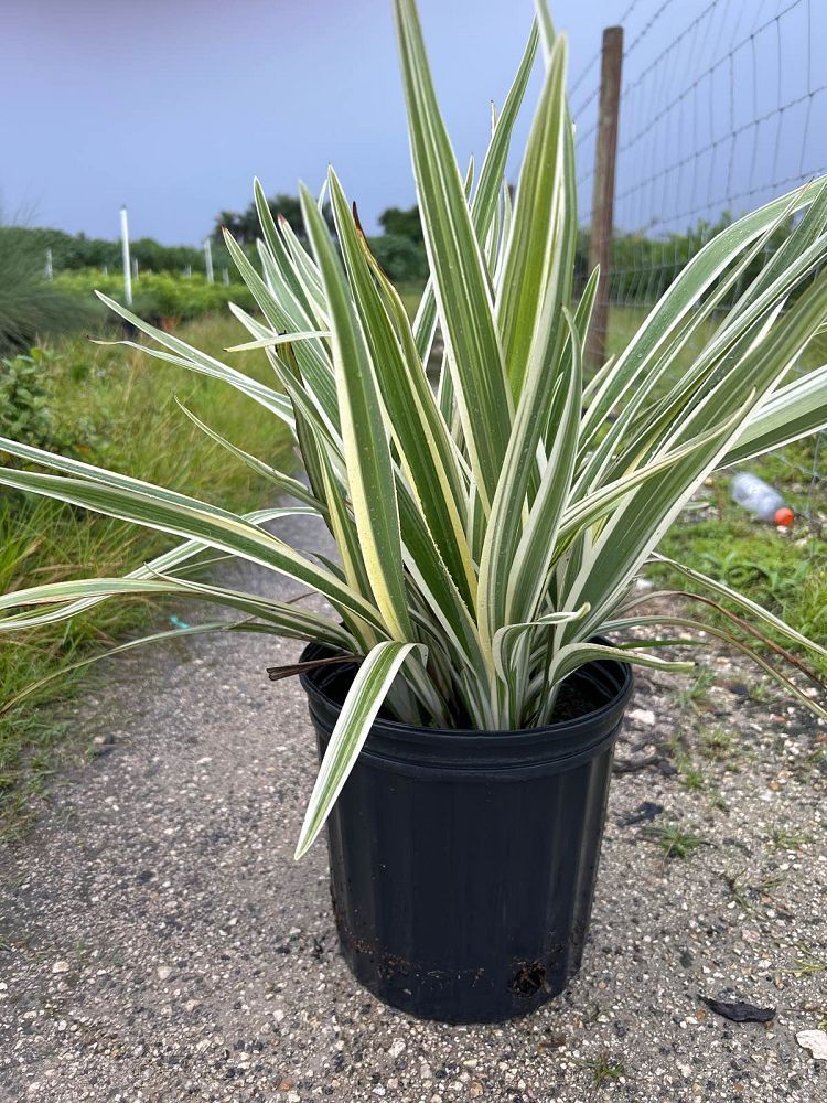 dianella-tasmanica-flax-lily-tasmanian-flax-lily