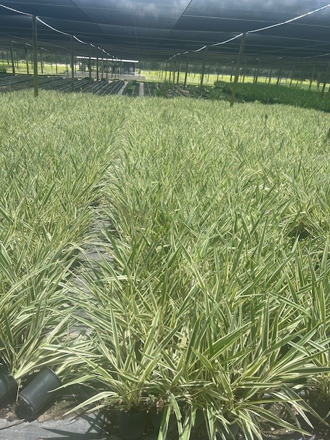 dianella-tasmanica-flax-lily-tasmanian-flax-lily
