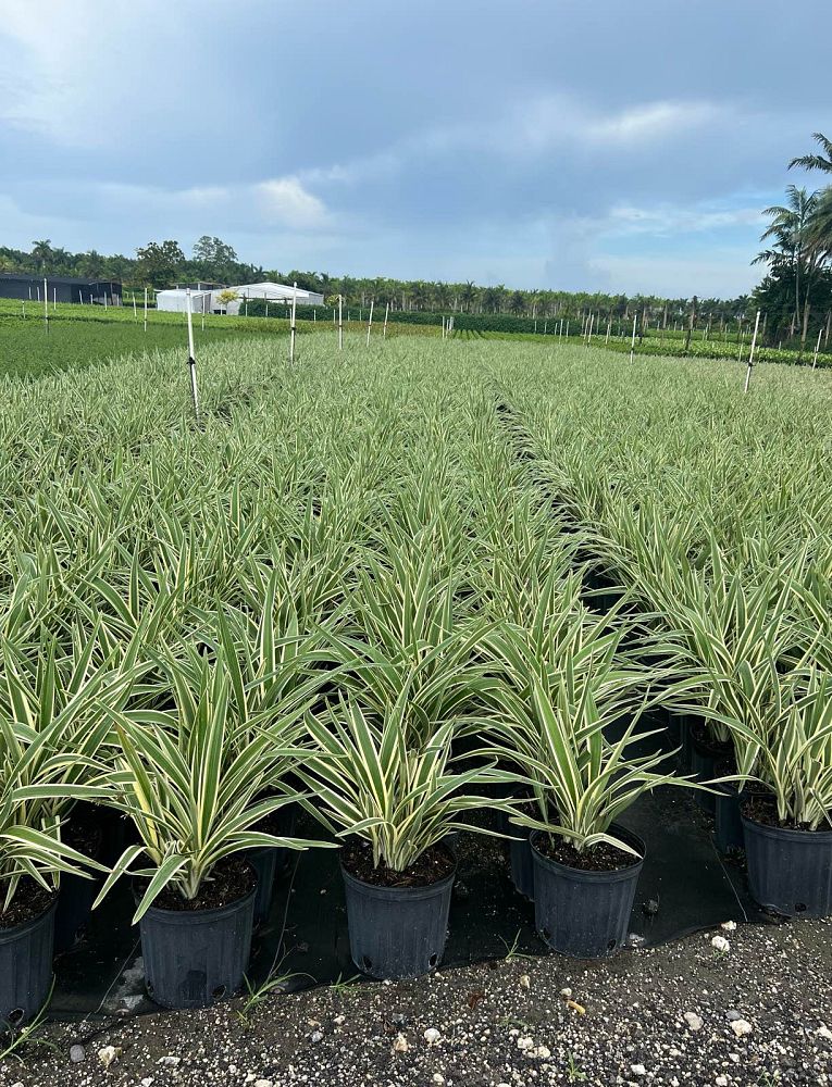dianella-tasmanica-flax-lily-tasmanian-flax-lily