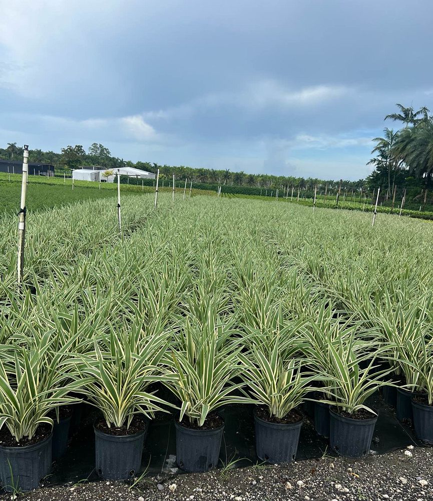dianella-tasmanica-flax-lily-tasmanian-flax-lily