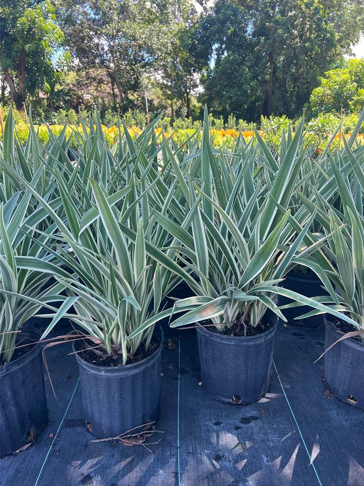 dianella-tasmanica-flax-lily-tasmanian-flax-lily