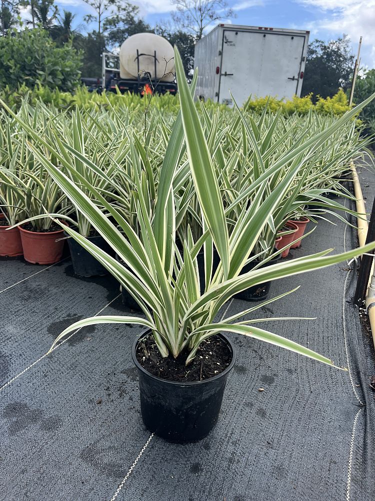 dianella-tasmanica-flax-lily-tasmanian-flax-lily