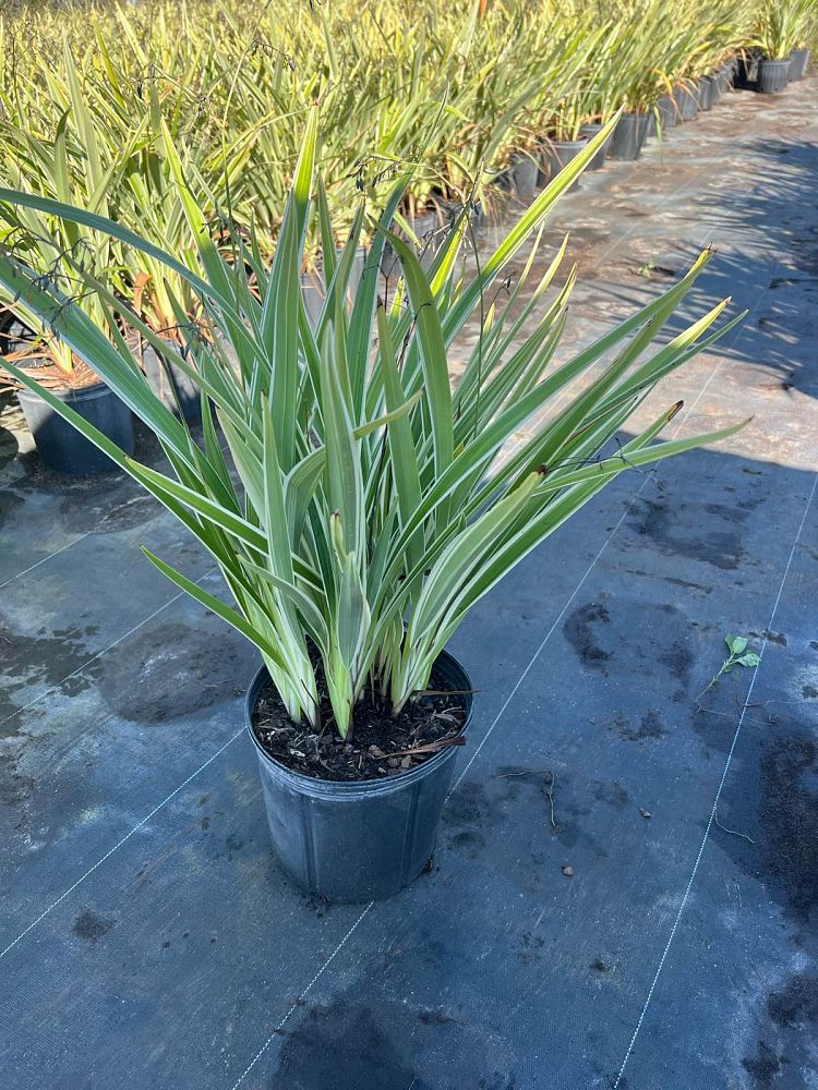 dianella-tasmanica-flax-lily-tasmanian-flax-lily