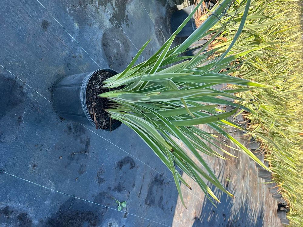 dianella-tasmanica-flax-lily-tasmanian-flax-lily