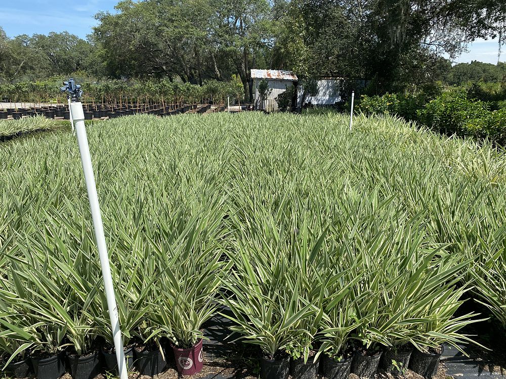 dianella-tasmanica-flax-lily-tasmanian-flax-lily