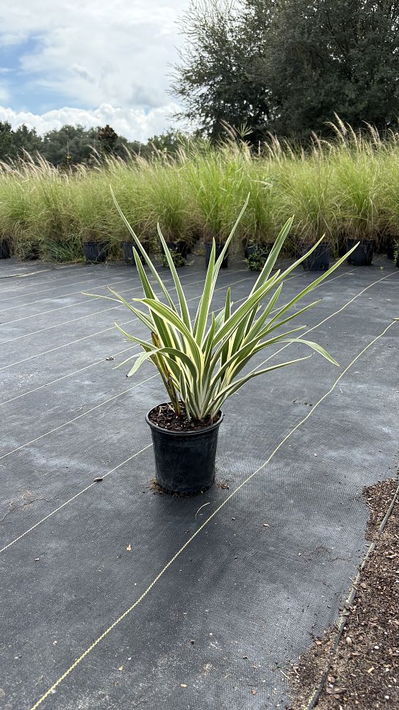 dianella-tasmanica-flax-lily-tasmanian-flax-lily