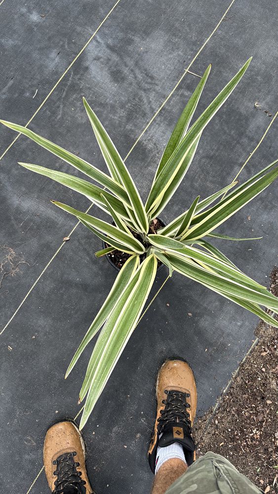 dianella-tasmanica-flax-lily-tasmanian-flax-lily
