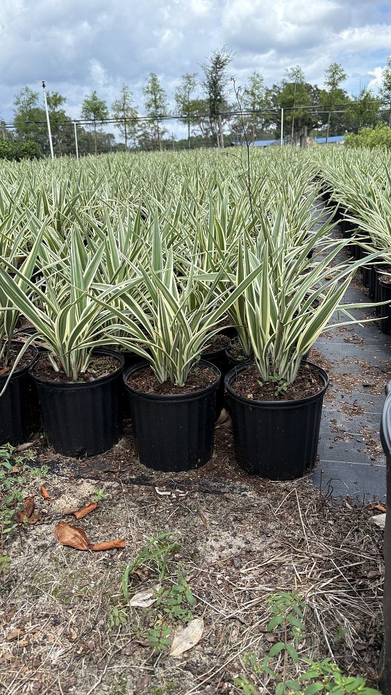 dianella-tasmanica-flax-lily-tasmanian-flax-lily