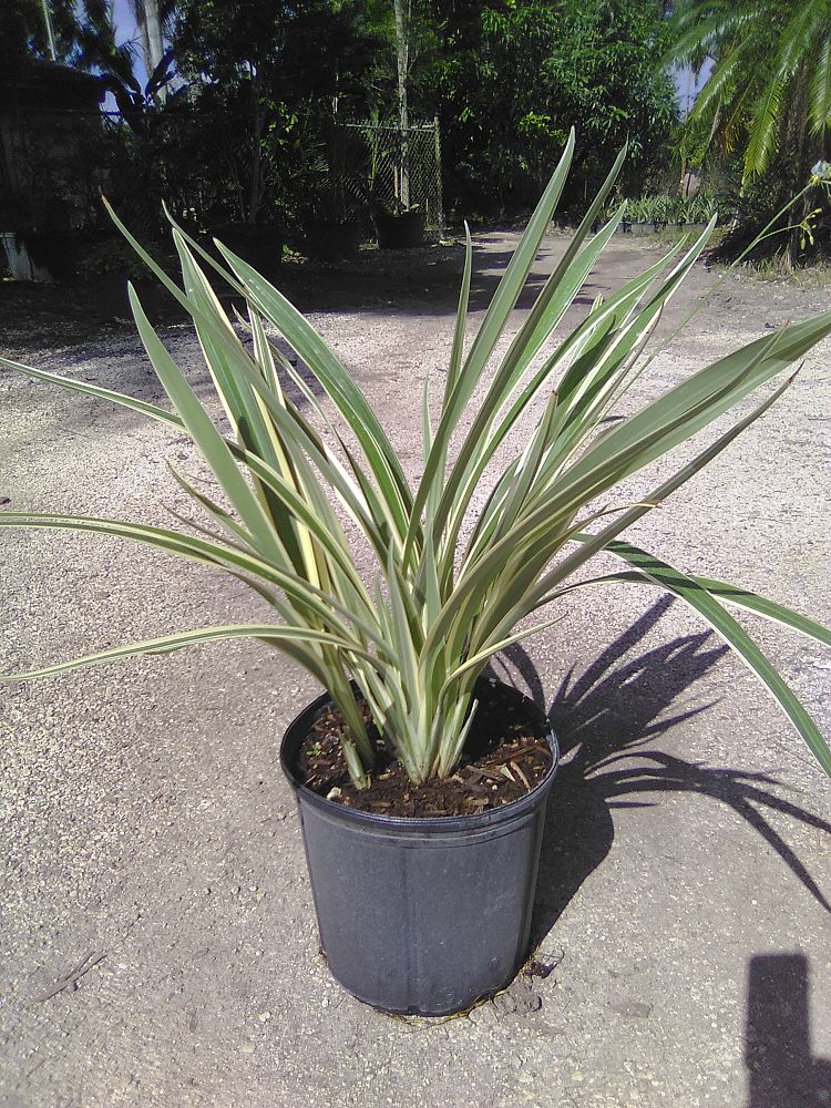 dianella-tasmanica-flax-lily-tasmanian-flax-lily