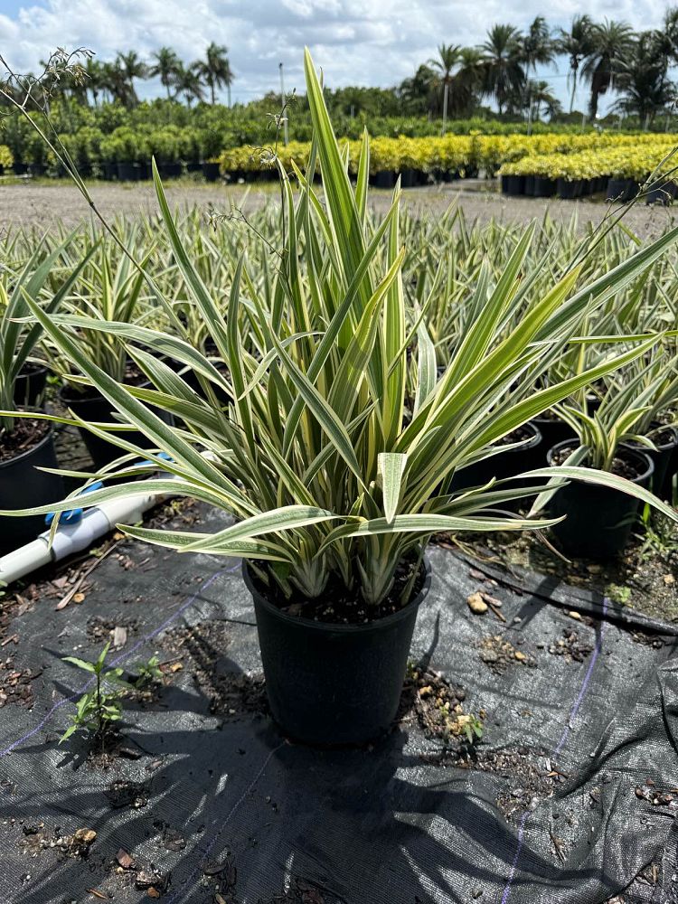 dianella-tasmanica-flax-lily-tasmanian-flax-lily