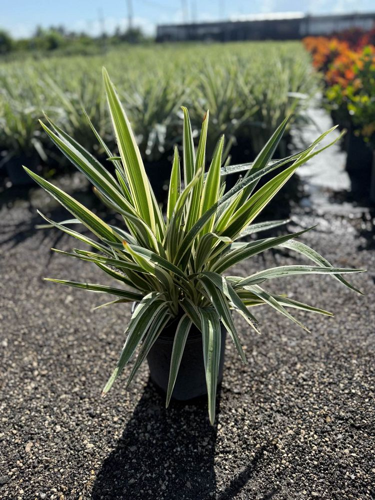 dianella-tasmanica-flax-lily-tasmanian-flax-lily