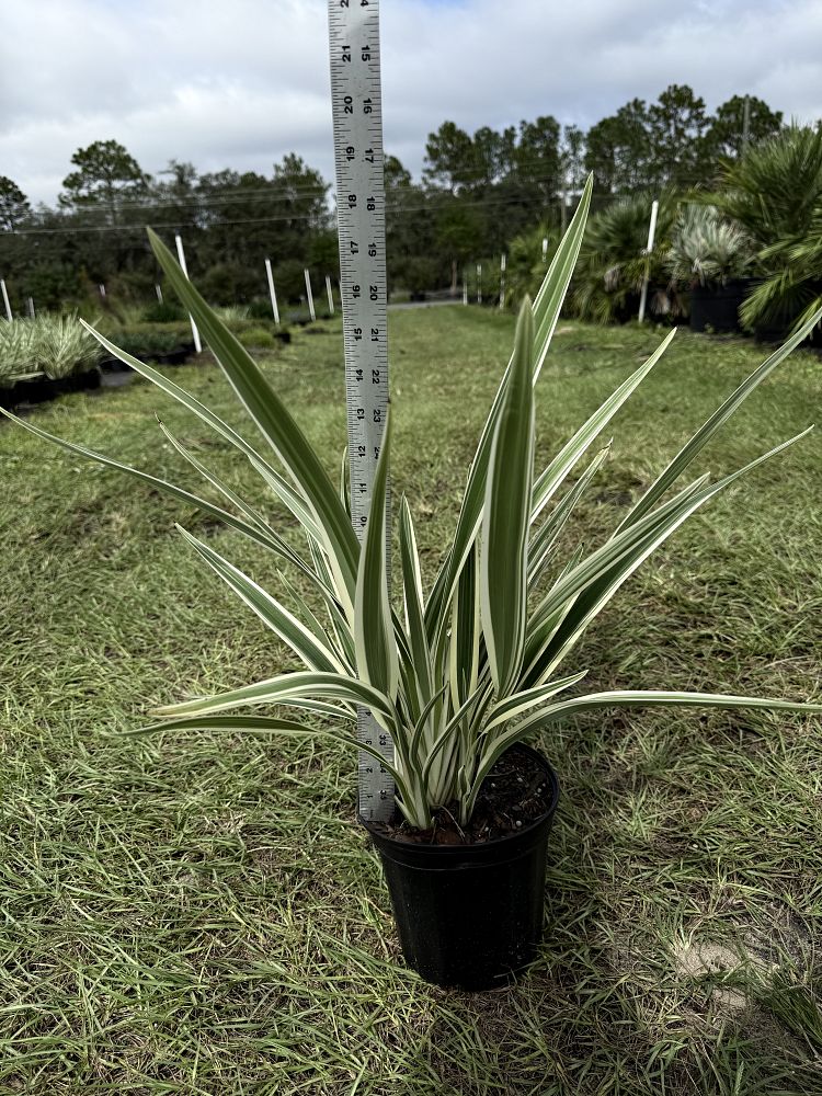 dianella-tasmanica-flax-lily-tasmanian-flax-lily